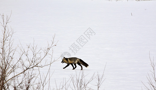 冬天的银狐照片野生动物动物群狐狸动物捕食者哺乳动物食肉水平图片