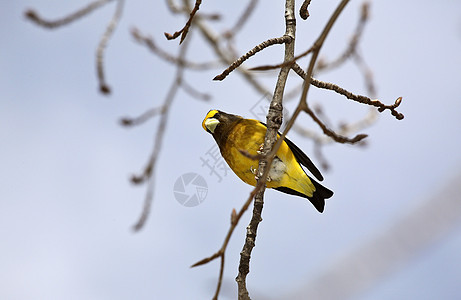 夜晚 Grosbeak 在树上栖息地居民动物群照片水平荒野常年野生动物图片