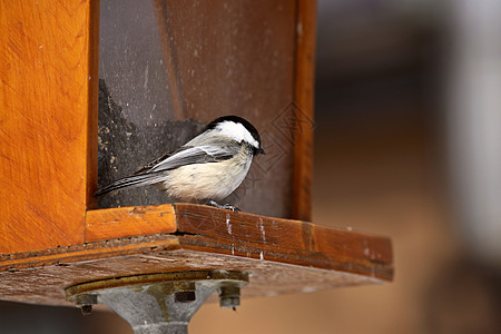 黑卡在种子器上的奇卡迪(Chickadee)图片