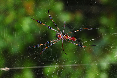 金丝织物丝绸荒野蜘蛛网络惊吓野生动物生态动物昆虫生物学图片