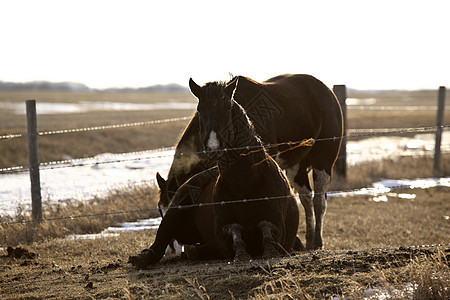 冬季牧场的马匹乡村照片动物水平农场旅行图片