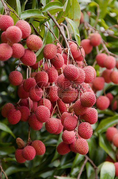 Lechee 莱舍白色水果荔枝饮食红色维生素甜点异国团体季节性图片