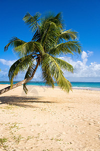 热带热带海滩海洋波纹旅行情调假期棕榈天堂娱乐旅游天空图片