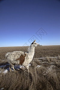 萨斯喀彻温牧场的阿拉马动物照片天空骆驼农场乡村栅栏旅行图片