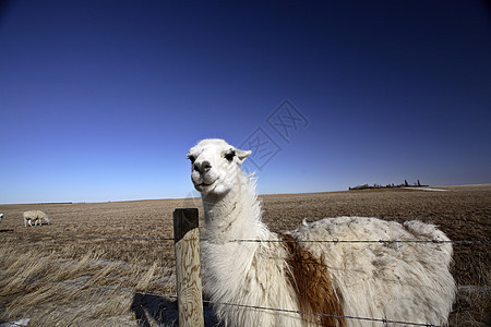 萨斯喀彻温牧场的阿拉马农场乡村动物天空栅栏铁丝网旅行水平照片图片