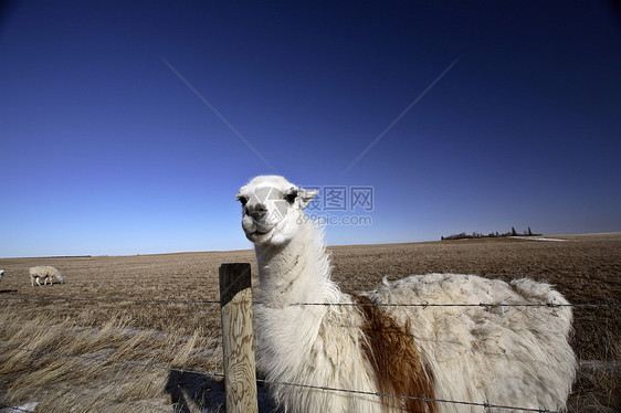 萨斯喀彻温牧场的阿拉马农场乡村动物天空栅栏铁丝网旅行水平照片图片