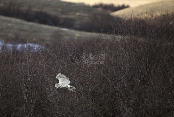 大角猫号在飞行中水平猫头鹰乡村动物动物群照片场景野生动物捕食者图片