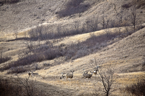 冬季木鹿动物群水平野生动物哺乳动物照片乡村图片