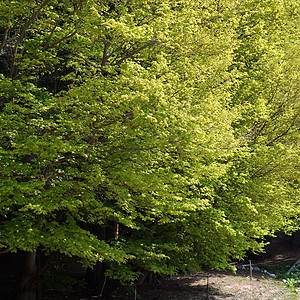 春春景森林环境叶子绿色植物群和平植物公园植物学场景图片