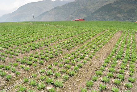 果菜农场培育花园农学家植物土地蔬菜生长牧歌场景环境图片