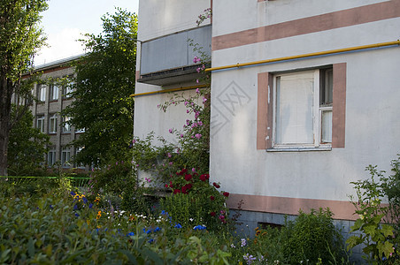 在加里宁格勒市的建筑中草地植物植物群建筑学植物学窗户街道城市天空衬套图片