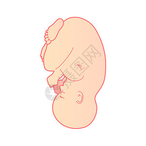 婴孩婴儿绘画夹子生长粉色孩子身体家庭怀孕生物学母性图片