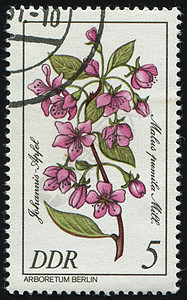邮票植物学集邮卡片生活信封邮件植物群植物雏菊邮戳图片