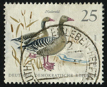 邮票野生动物鸟类动物鸭子荒野邮戳邮件动物群农场卡片图片