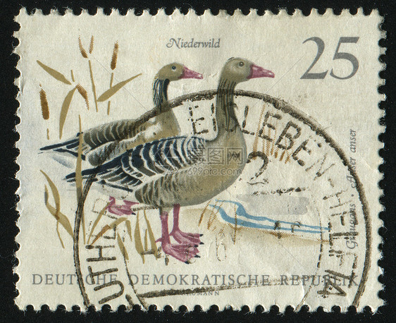 邮票野生动物鸟类动物鸭子荒野邮戳邮件动物群农场卡片图片