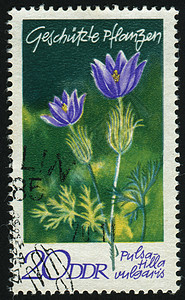 邮票集邮宏观植物卡片植物学花园植物群信封花粉花瓣图片