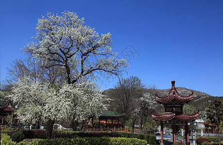 风景地点公园喷泉植物喷水植物园蓝天城市盆地树木壁龛图片