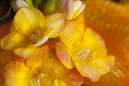 小苍兰黄色植物花瓣丝带宏观水平地图片