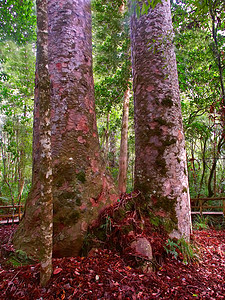 Kauri Kauri树  Waipoua森林环境威胁生态林地姐妹时间荒野周长场景生长图片