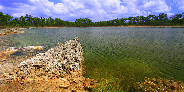 Everglades国家公园美国绿地海岸线沼泽地公园池塘岩石土地场景生物学支撑图片