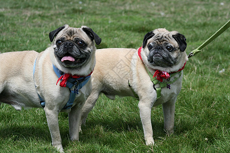 Pugs 帕图操场绿色宠物守护公园警卫哈巴狗衣领森林黑色图片