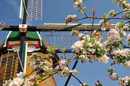 樱花的枝叶 是水磨坊的背景图片