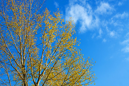 树风景树木环境蓝色叶子胡同娱乐树叶橙子天空图片
