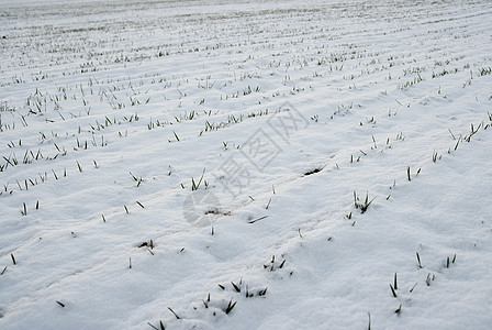 雪雪场小路国家培育天气小麦粮食植物土地农田农村图片