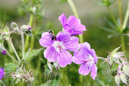 Cranesbill 喜马拉延森石块弯曲植物群紫色生长植物账单绿色蕨类草地蜜蜂图片