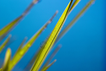 绿绿草植物生长植物学环境刀刃天空生活活力场地光合作用图片