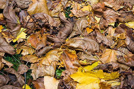 色彩多彩的秋余叶背景图片