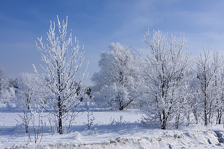 树上的新雪远足降雪松树顶峰橡木森林踪迹美丽季节假期图片