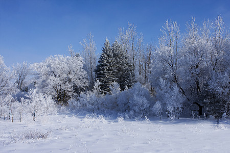 树上的新雪旅行木头自由远足农村踪迹森林季节假期顶峰图片