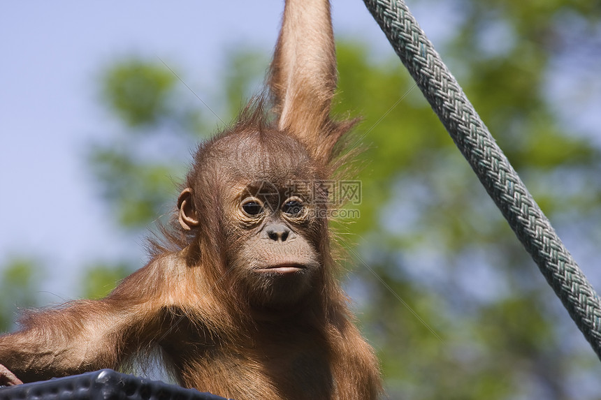 婴儿奥兰古坦灵长类猩猩俘虏丛林母性雨林女性猿猴少年动物园图片