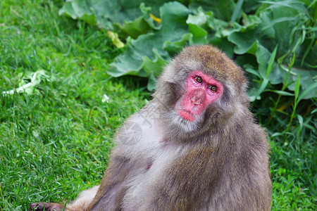 马卡克雪猴子的旅游动物石头温泉头发荒野公园哺乳动物猕猴旅行图片