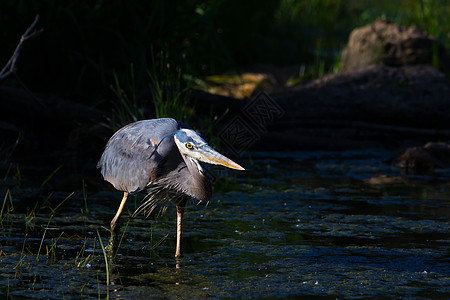 大蓝海隆捕捞翅膀羽毛脖子蓝鹭动物群公园湿地沼泽大道野生动物图片