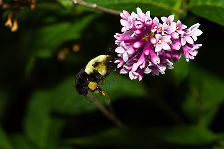 金黄北大黄蜂野生动物动物群昆虫金色花粉翼龙植物花粉篮动物黄色图片