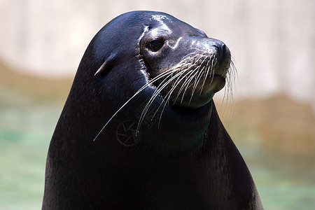 捕猎动物园野生动物尾巴宏观游泳棕色海豹晶须哺乳动物好奇心生活图片