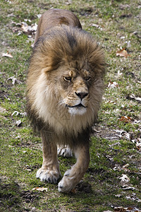 狮子雄狮动物大猫毛皮食肉富豪野生动物棕色哺乳动物动物群睡眠图片