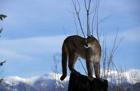 成年山狮荒野天际野生动物狮子棕褐色障碍食肉成人野猫猎人图片