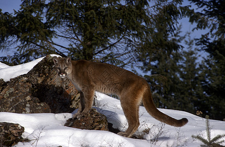 成年山狮大猫野生动物成人食肉荒野岩石棕褐色哺乳动物黄褐色捕食者图片