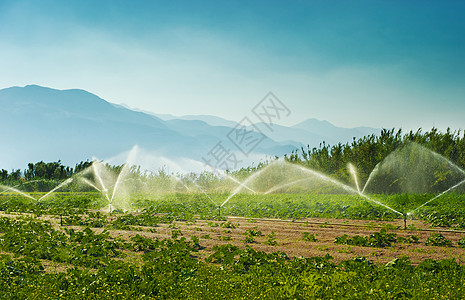 灌溉水分飞沫农场国家绿色薄雾生育力土地蓝天蔬菜图片