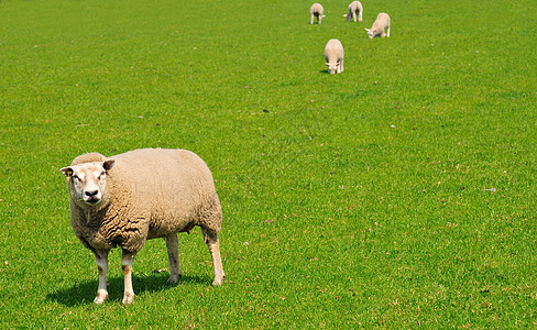荷兰绿色草地上的牧羊 荷兰图片