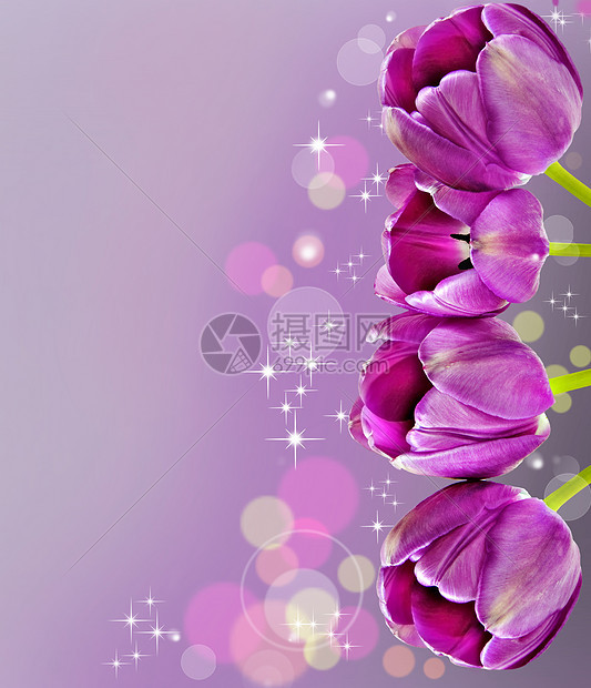 背景的深粉色郁金香植物花朵花束花瓣花店橙子念日赞扬礼物紫色图片