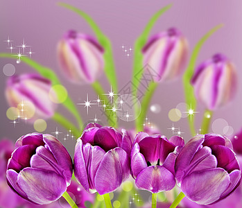 背景的深粉色郁金香赞扬花瓣念日橙子植物花束花朵紫色礼物植物群图片