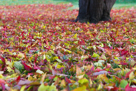 秋天离开背景野草季节性黄色叶子植物学活力森林红色植物群颜色图片