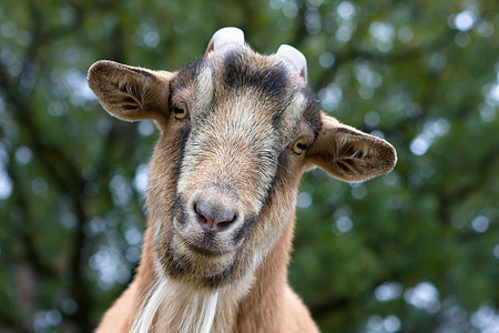 Billy Goat 纵向宠物山羊耳朵哺乳动物农场杂草国家眼睛胡子毛皮图片