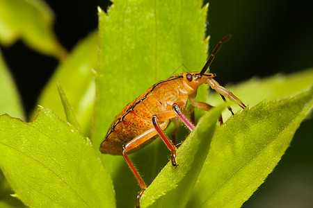 盾虫 也称为臭虫部位盾虫黄杨动物群野生动物异翅目生殖漏洞昆虫食草图片