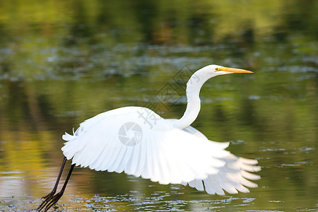大Egret飞行翅膀白鹭树木野生动物公园苍鹭池塘羽毛脖子黄色图片
