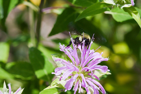 金色北大黄蜂野生动物宏观花粉花粉篮翼龙黄色漏洞蜜蜂植物群黑色图片